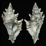 2- Ponderia bispinosa (Villiers 48mm)