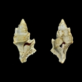 1- Ponderia bispinosa (Grignon 20,7mm)