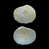 Perforations dans la partie mince du test d\'une Fimbria lamellosa (Fontenay en Vexin) : l\'attaque à la partie basse a échoué.