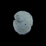 Un Hipponix comatus (Liancourt Coll Cossmann) présentant probablement une perforation accidentelle. Cette jolie mais rarissime espèce (74 -10) pas facile a distinguer d\'espèces proches est citée de Grignon (Deshayes : un unique spécimen).