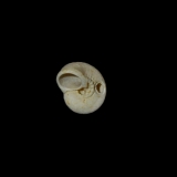Prédation par perçage sur Collonia marginata. Il s\'agissait là d\'un individu âgé de cette espèce qui pullulait à Grignon, ainsi que le montre la couronne de tubercules autour de l\'ombilic.