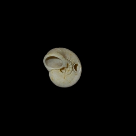Prédation par perçage sur Collonia marginata. Il s\'agissait là d\'un individu âgé de cette espèce qui pullulait à Grignon, ainsi que le montre la couronne de tubercules autour de l\'ombilic.