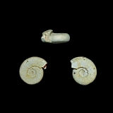 Omalaxis bifrons. On remarque aussi que la quasi totalité des Omalaxis extrêmement fréquents à Grignon a l\'ouverture brisée.