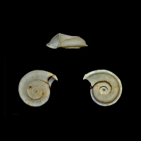 De très nombreux Omalaxis ont été perforés tel cet O. disjunctus marginatus (Villiers 10,4mm)