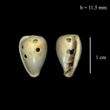 Multiples attaques sur une Marginella nitidula adulte de Fontenay en Vexin. *Cette espèce (208 - 16), au test mince, pouvant atteindre 15mm, citée à Grignon, est très rare.