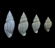 Lyria harpula à qui un prédateur n\'a laissé aucune chance.