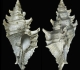 2- Ponderia bispinosa (Villiers 48mm)