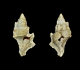 1- Ponderia bispinosa (Grignon 20,7mm)