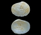 Perforations dans la partie mince du test d\'une Fimbria lamellosa (Fontenay en Vexin) : l\'attaque à la partie basse a échoué.