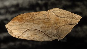 Sauterelle cavernicole (genre Troglophilus) gravée sur un fragment d'os - sans doute première représentation d'insecte - Grotte d'Enlène à Montesquieu-Avantès (Ariège) - Epoque magdalénienne (12 000 à 14 000 ans) - Musée de l'Homme - Photo Thilo Parg