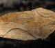 Sauterelle cavernicole (genre Troglophilus) gravée sur un fragment d'os - sans doute première représentation d'insecte - Grotte d'Enlène à Montesquieu-Avantès (Ariège) - Epoque magdalénienne (12 000 à 14 000 ans) - Musée de l'Homme - Photo Thilo Parg
