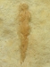 Figurine féminine dite "Vénus Pataud" sclptée sur un bloc de calcaire découverte en 1958 dans l'abri Pataud dans le village des Eyzies (Dordogne) - 22000 BP - H=20 cm