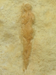 Figurine féminine dite "Vénus Pataud" sclptée sur un bloc de calcaire découverte en 1958 dans l'abri Pataud dans le village des Eyzies (Dordogne) - 22000 BP - H=20 cm