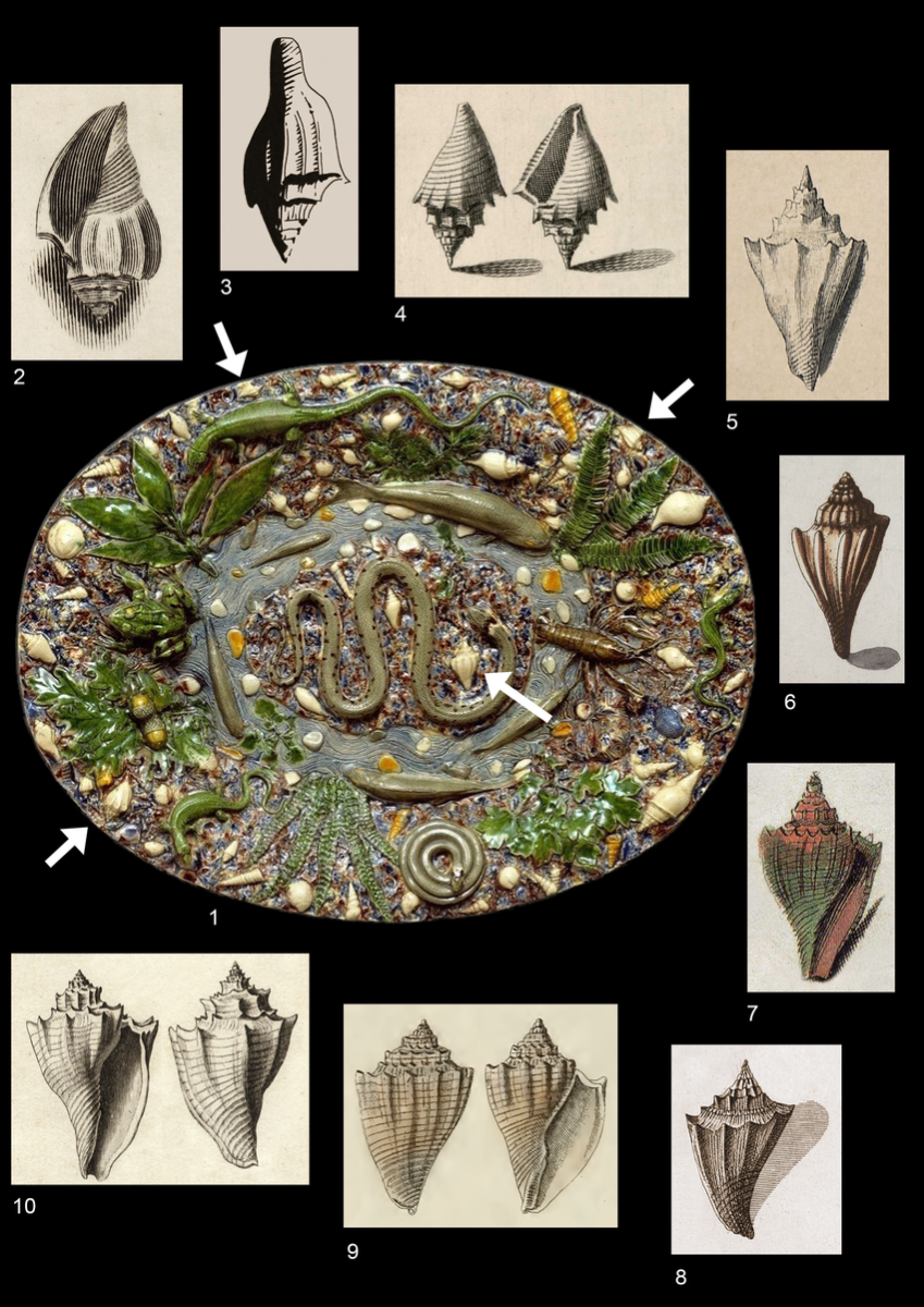Pl-1-Quelques-figurations-anciennes-dAthleta-Volutospina-spinosus-LINNAEUS-1758-1