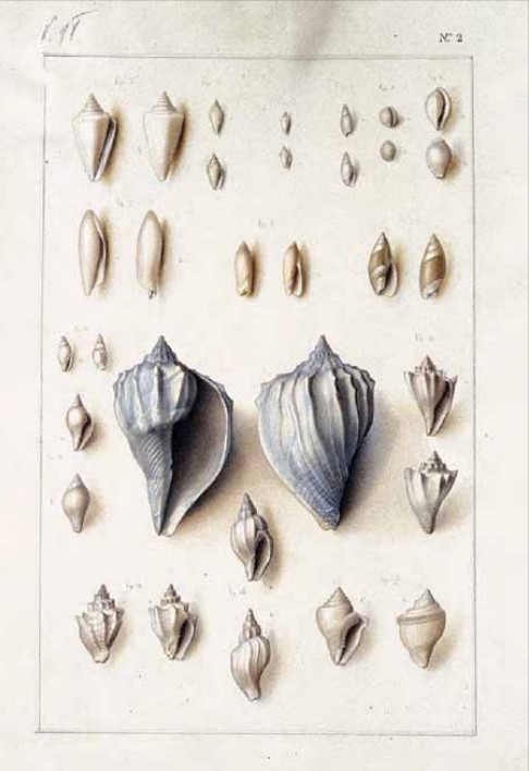 Planche des Vélins (n°2) de Lamarck