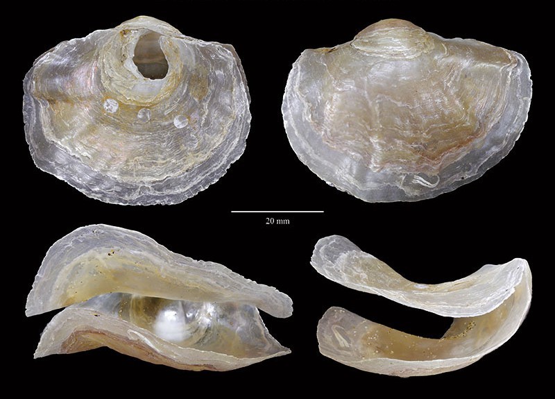 Anomia ephippium  (Linné,1758) actuelle © 6le20 - forumactif.com