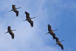 Vol de grues cendrées au dessus du lac d'Orient. Photo prise par Delphine lors de la sortie Troyes le 23/10/2025