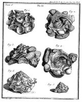 Guettard-1759 - Fig 5-et 6 - Coquille fripière fossile chargée de portions de coquilles bivalves