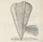 Guillaume Rondelet - L'histoire entière des poissons -1558