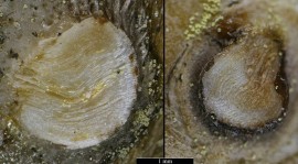 Anomia ephippium  (Linné,1758) actuelle - Base du byssus calcifié © 6le20 - forumactif.com