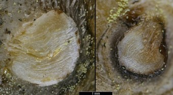 Anomia ephippium  (Linné,1758) actuelle - Base du byssus calcifié © 6le20 - forumactif.com
