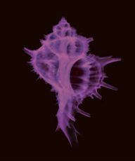Bolinus brandaris (Linnaeus, 1758) - ©  Nick Veasey - Science Photo Library