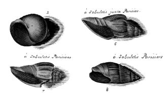 Exemple de fossiles du Lutétien du  BP figurés par les sœurs Lister, filles de Martin Lister (1692) -  © Stratotype Lutétien MNHN