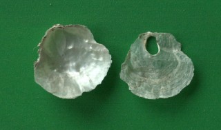 Anomia ephippium (Linné,1758) actuelle - © Michel DESCAMPS - Sysbio