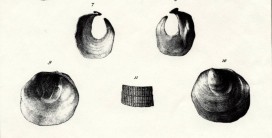 Anomia anomialis - Lamarck (1819) - Fossile du lutétien du BP - 136-1 in Deshayes