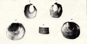 Anomia anomialis - Lamarck (1819) - Fossile du lutétien du BP - 136-1 in Deshayes
