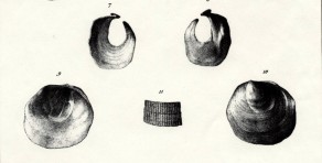 Anomia anomialis - Lamarck (1819) - Fossile du lutétien du BP - 136-1 in Deshayes