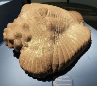 énorme coquillage marin sculpté dans un bloc de basalte
