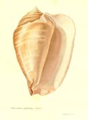 Strombus galeatus - Species général et iconographie des coquilles vivantes - v.1800 - Louis-Charles Kiener