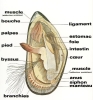 anatomie-de-la-moule-bleue-photo-crc-pays-de-Loire