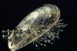 Coquille de moule et son byssus - bios_99205