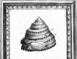 Tectus crenularis (Lmk 1804) - fossile du Lutétien du  BP figuré par les sœurs Lister, filles de Martin Lister - Appendix liber IV 1692