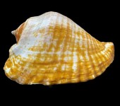 Titanostrombus galeatus (Swainson, 1823)  collecté sur les côtes mexicaines en Avril 2022 - collection et photo Colin Campbell - © https://www.mexican-shells.org/