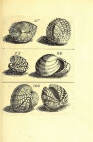 Buonanni - Planche de testacés issue du Ricreatione dell’occhio e della mente (1681)