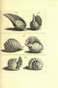 Buonanni - Planche de testacés issue du Ricreatione dell’occhio e della mente (1681)