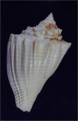 GA 205-08 Athleta (Volutospina) spinosus - h=49mm- photo Maryse Le Gal/Didier Kaufmann