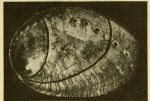 Une coquille d’haliotide - Forme et croissance fig. 362 - 1917