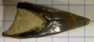 Dent de Paraisurus macrorhiza (Pictet & amp ; Campiche, 1858)