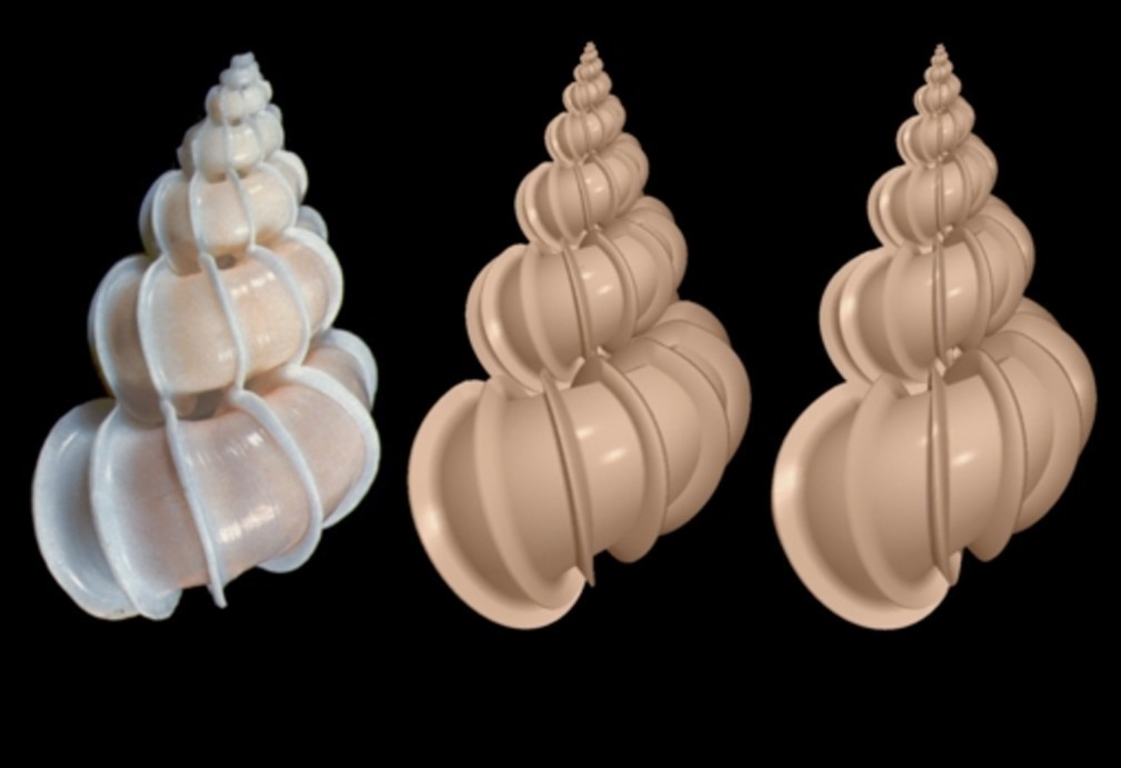 Epitonium scalare - exemplaire de gauche : Ken Lucas - Hans Meinhart The Algorithmic Beauty of Sea Shells