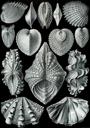 Ernst Haeckel - Bivalves - Kunstformen der Natur (Formes artistiques de la nature) 1904
