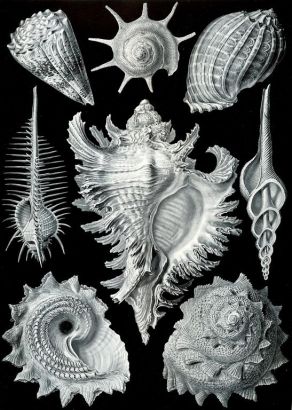 Ernst Haeckel - Kunstformen der Natur (Formes artistiques de la nature) 1904