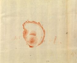Leeuwenhoek - Vue au microscope d'une écaille de la coquille d’huître (3 mars 1682)