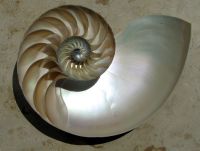 Coupe d'un Nautilus pompilius - Photo Chris 73