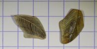 Pycnolepas rigida - J. de C.Sowerby