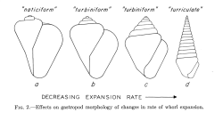 David M. Raup - « The Geometry of Coiling in Gastropods », 1961, p. 605.