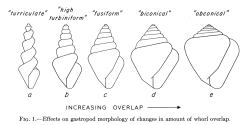 David M. Raup - « The Geometry of Coiling in Gastropods », 1961, p. 605.